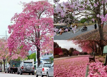 Musim Bunga Sakura Tiba Lagi Di Malaysia!