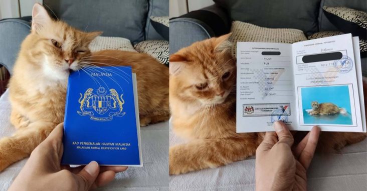 Ramai Tak Tahu Haiwan Boleh Buat Kad Pengenalan, Jom lihat Cara Nak “Apply”