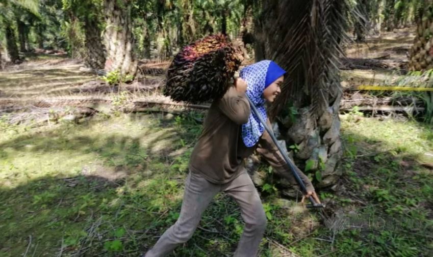 Syazwani kerja angkat buah kelapa sawit bukan masalah