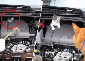 Guna Oyen milik jiran untuk ‘bincang’ dengan anak kucing yang tidak mahu keluar dari enjin kereta